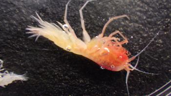 Media type: image;   Invertebrate Zoology 148163 Description: Live specimen.;
